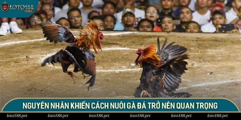  Nguyên nhân khiến cách nuôi gà đá trở nên quan trọng 