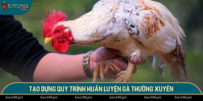 Tạo dựng quy trình huấn luyện gà thường xuyên