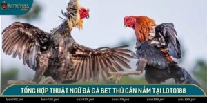 Thuật ngữ đá gà