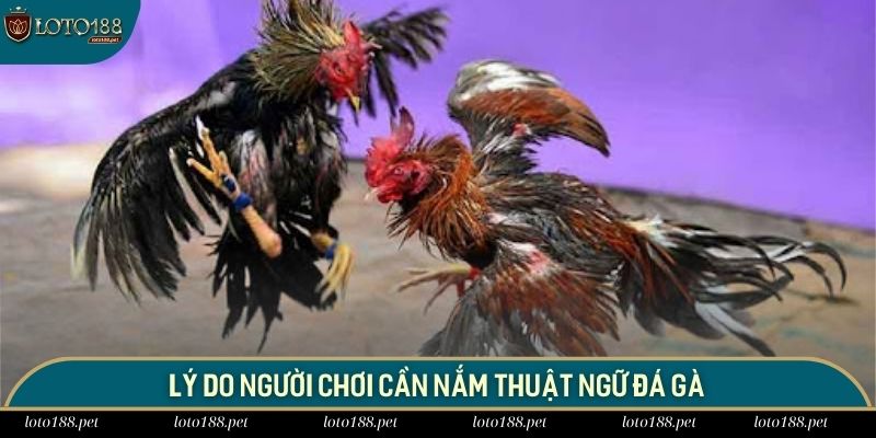 Thuật ngữ đá gà giúp hội viên làm chủ được cuộc chơi