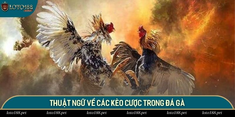 Hội viên cần nắm rõ các cửa cược khi tham gia đá gà tại Loto188