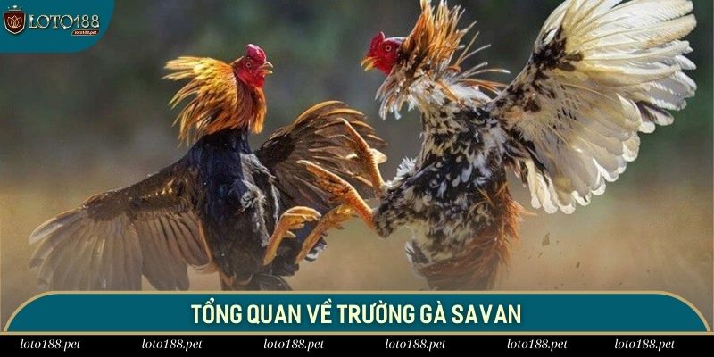 Trường gà Savan là địa điểm tổ chức chọi kê với quy mô rất lớn