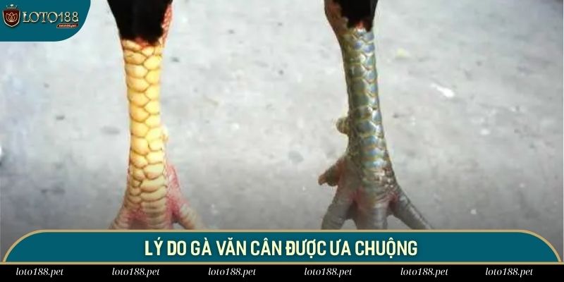 Lý do gà văn cân được ưa chuộng